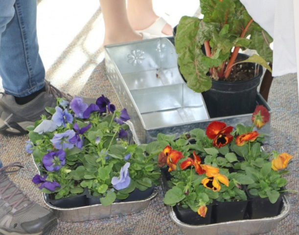  Bremerton City Nursery — A Destination for Urban, Organic  Gardening, Featured, The Garden, March 26, 2019