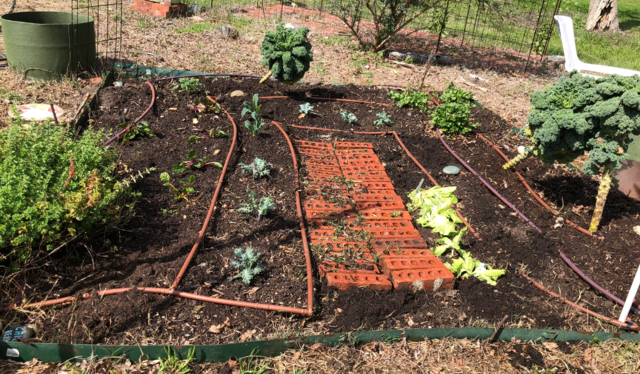  Bremerton City Nursery — A Destination for Urban, Organic  Gardening, Featured, The Garden, March 26, 2019