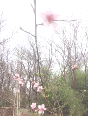 Heirloom peach blossoms.png